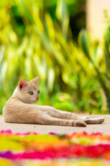 Cat lying down in the garden