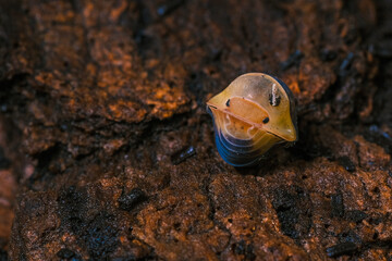 Isopod - Cubaris Rubber ducky, On the bark in the deep forest, macro shot isopods.