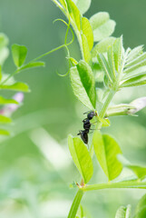 カラスノエンドウの花外蜜腺の蜜を舐めようとするクロオオアリ_曇天やや遠距離縦1