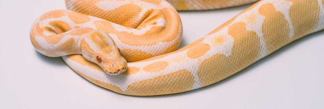 ball python on a brown wood color. Ball python (snake python regius) crawling on hand with selective focus and copy space, Background for exotic pets or animals and wildlife concept