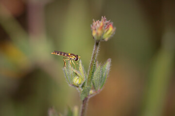 Beautiful colorful fly