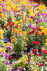 Fresh growing flowers in a park in Chur in Switzerland