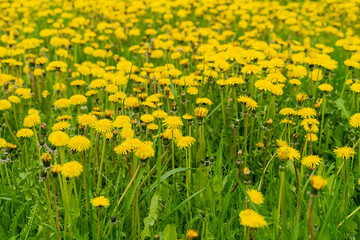 Yellow dandelion flowers with green leaves close up in a clearing during the day with selective focus to the foreground.
