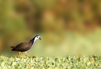 White breasted waterhen