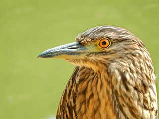 Black-crowned night heron (Nycticorax)