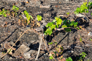 Vineyards in winter located on mountain slope on black volcanic lava soil, wine making on La Palma island, Canary islands, Spain