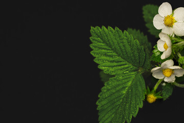 Floral dark background with strawberry flowers and leaves