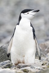 Zügelpinguine (Pygoscelis Antartica) auf Half Moon Island / Süd-Shettland-Inseln vor der Antarktis