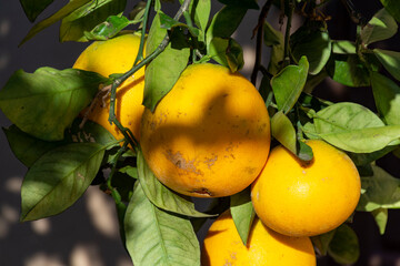 Orange tree with many ripe sweet oranges fruits ready to harvest