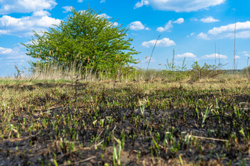 green tree in a field of burnt grass. The field after the fire.