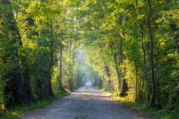 Obraz premium Strada di campagna, sentiero tra gli alberi del bosco illuminato dai primi raggi di sole.