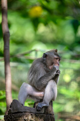 Naklejka na ściany i meble Monkey in Forest Sanctuary Ubud Bali Indonesia