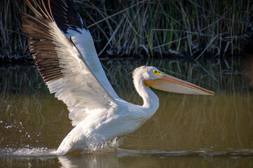 Pelican taking off from river