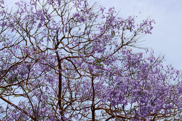 Beautiful blooming tree branches close up photo. Violet petals texture. Spring time in Israel. Nature of Middle East. 