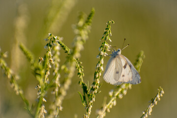 white butterfly on flower