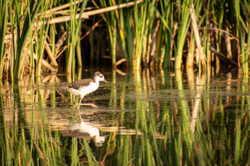 Shorebird in water