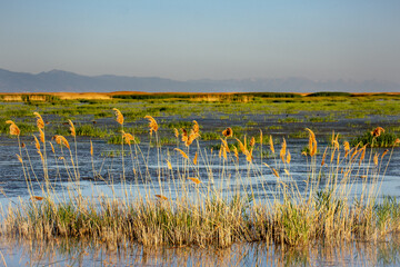 wetlands by the mountains