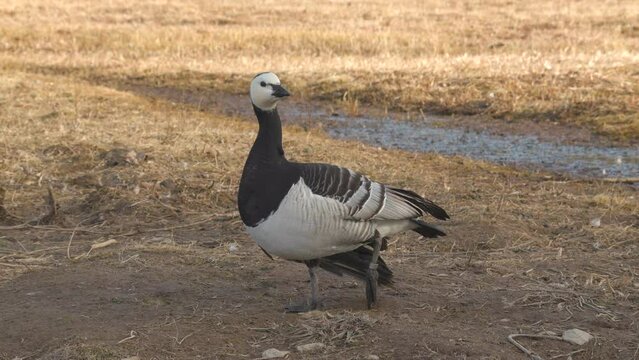 bird barnacle goose in field calling standing one leg turn around walking ambient sound