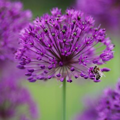 Fioletowy czosnek ozdobny i pzczoła