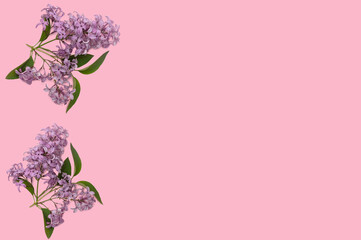Branches of lilac flowers on a pink background. Place for text.