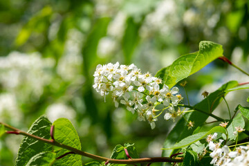 Branches of flowering bird cherry trees in close-up. white Prunus padus flowers with green foliage on a bokeh background. Spring blooming