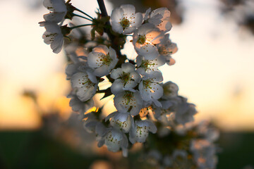 Blüten im Sonnenuntergang