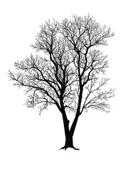 Silhouette of a tree, branches. Vector illustration