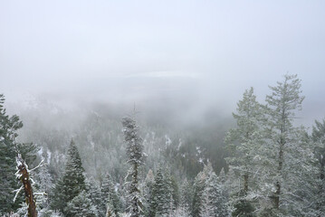 Misty mountain forest with fresh snow in eastern Oregon.
