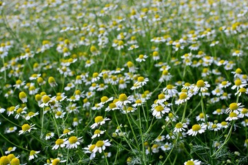 Pharmacy chamomile  on the background of a blooming meadow of daisies
