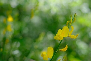 yellow flowers, broom plant in bloom