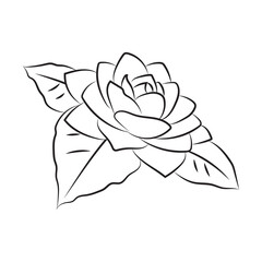 Camellia bud big flower line art. Botanical plants, flowers patterns for wedding invitations