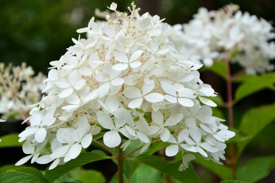 Delightful delicate inflorescence of white hydrangea paniculata variety Fantom in the garden close-up.
