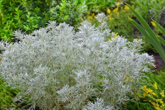Shrub of decorative silver Artemisia purshiana in the sunny garden close-up
