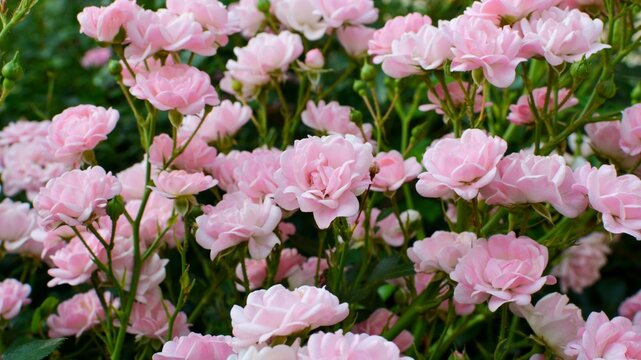 A branch strewn with numerous delicate pink roses The Fairy variety in a sunny garden close up