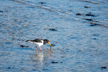 oystercatcher with his catch in the sea
