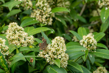 speckled wood butterfly resting on white flowers of japenese skimmia	
