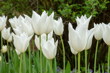 beautiful white tulips a sign of spring