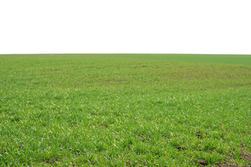 Green field with blue sky as background.