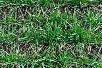 Green field as a background.