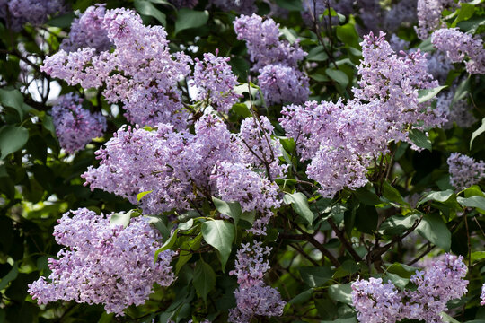 Lilac Flowers On A Branch Close Up