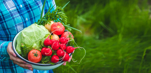 the farmer holds a crop of vegetables in his hands. Selective focus.