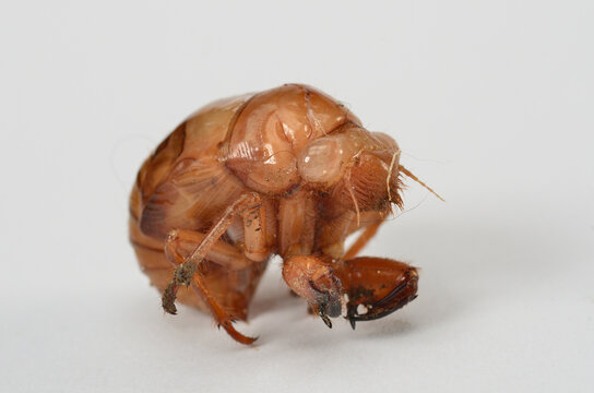 蝉の幼虫 の画像 1 400 件の Stock 写真 ベクターおよびビデオ Adobe Stock