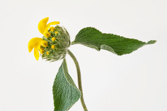 Close-up of a yellow Jerusalem sage flower on a white background