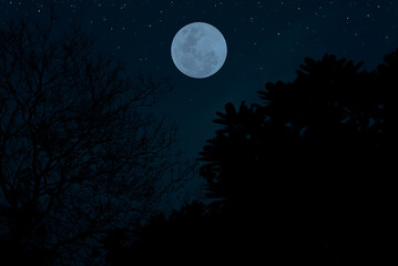 Obraz na płótnie Canvas Full moon on the sky with stars and tree branch silhouette.