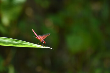 crimson marsh glider dragonfly in blurred background