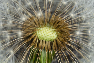 Dandelion head with seeds surrounded by fluff close up