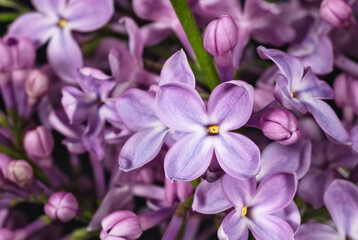 Lilac inflorescence background