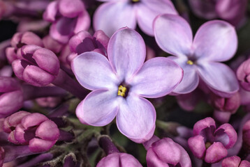 Purple lilac close up