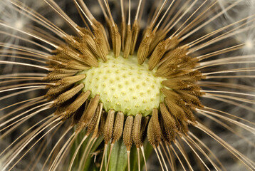 Seeds on a head of a dandelions