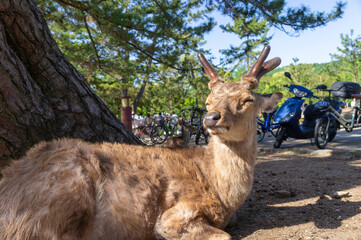 奈良公園の鹿、5月撮影